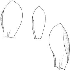 Fallaciella gracilis. Three leaves. Drawn from B.H. Macmillan 68/65, CHR 163380.
 Image: R.C. Wagstaff © 2003 British Bryological Society. Reprinted by permission of Informa UK Limited, trading Taylor & Francis Group, https://www.tandfonline.com on behalf of British Bryological Society. Reprinted by permission of Informa UK Limited, trading Taylor & Francis Group, https://www.tandfonline.com on behalf of British Bryological Society.